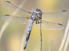 Libellula composita