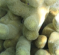 Porites
