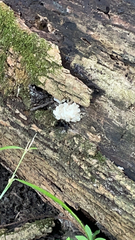 Tremella fuciformis