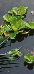 Pistia stratiotes