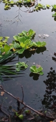 Pistia stratiotes