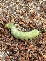 Trichoplusia ni