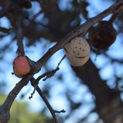 Andricus quercuscalifornicus