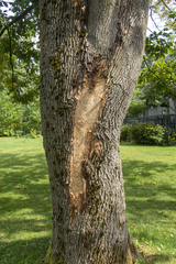 Balcha indica