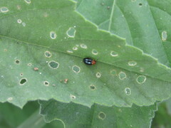 Podagrica fuscicornis