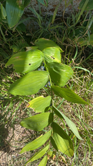 Polygonatum biflorum