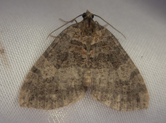 Hydriomena furcata