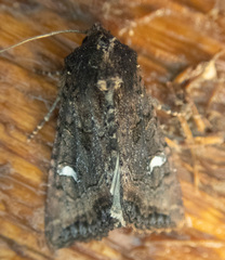 Helotropha reniformis