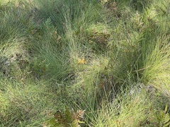 Platanthera ciliaris