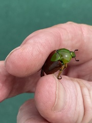 Calomacraspis haroldi