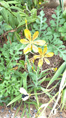 Iris domestica
