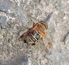 Palpada pusilla