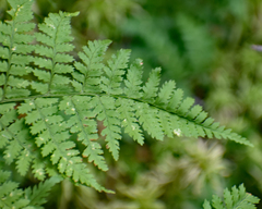 Dryopteris intermedia