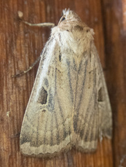 Pseudohermonassa flavotincta