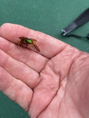 Calomacraspis haroldi