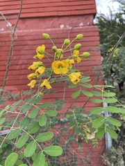 Erythrostemon mexicanus