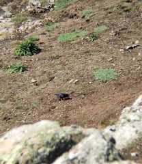 Pyrrhocorax pyrrhocorax