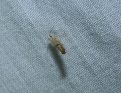 Argyresthia subreticulata