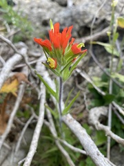 Castilleja coccinea