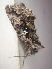 Syngrapha octoscripta