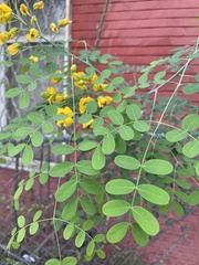 Erythrostemon mexicanus