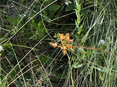 Platanthera ciliaris