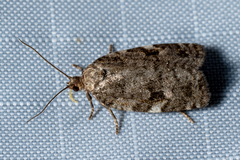 Choristoneura fumiferana