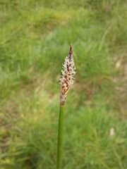Eleocharis acuta