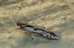 Aristotelia roseosuffusella