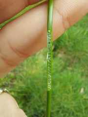 Eleocharis acuta