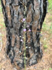 Desmodium ciliare