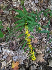 Solidago caesia