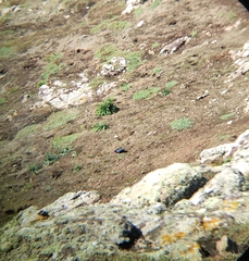 Pyrrhocorax pyrrhocorax