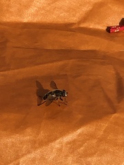 Helophilus lapponicus