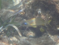 Haemulon flavolineatum