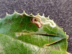 Stigmella rhamnella