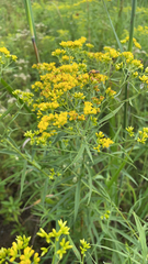 Euthamia graminifolia