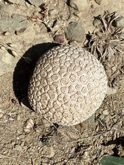 Lycoperdon utriforme