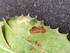 Stigmella rhamnella