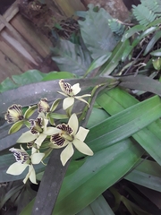 Prosthechea