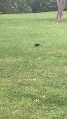 Sciurus carolinensis