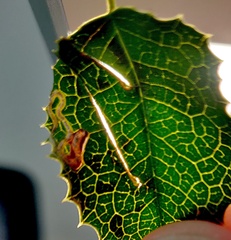 Stigmella rhamnella