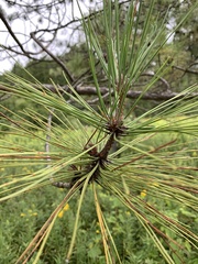 Pinus resinosa