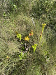 Sarracenia flava
