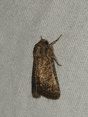 Protorthodes alfkenii