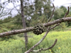 Pinus resinosa