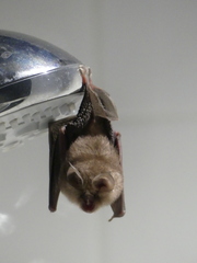 Rhinolophus hipposideros