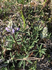 Lupinus arcticus