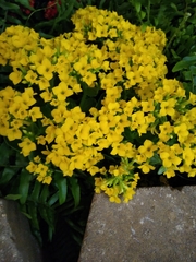 Erysimum × cheiri