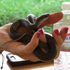 Coluber constrictor foxii